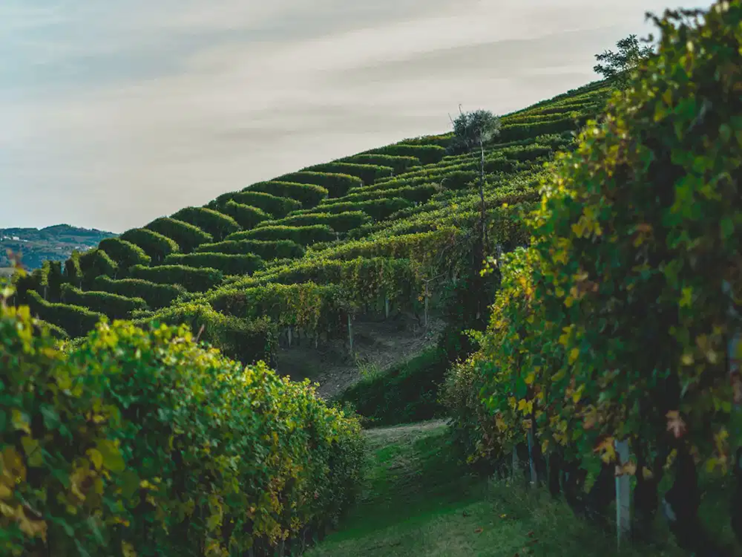 Gastronomic Piedmont Tour