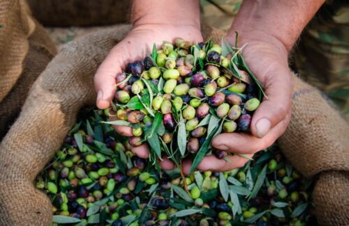 olives being harvested