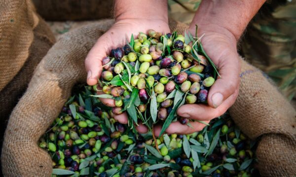 olives being harvested