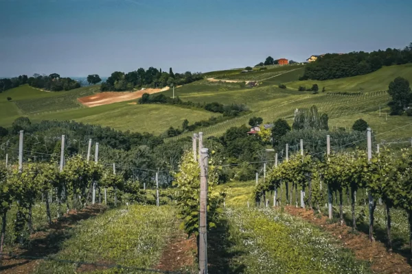 Piedmont vineyard